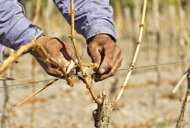 The tied of vineyard