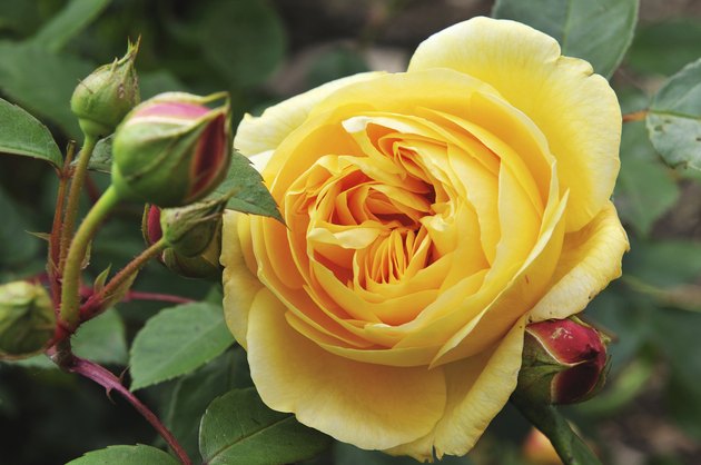 Yellow rose
