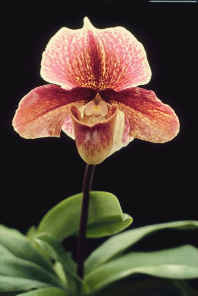 Close-up of pink orchid
