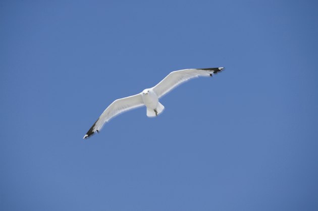 Seagull soaring