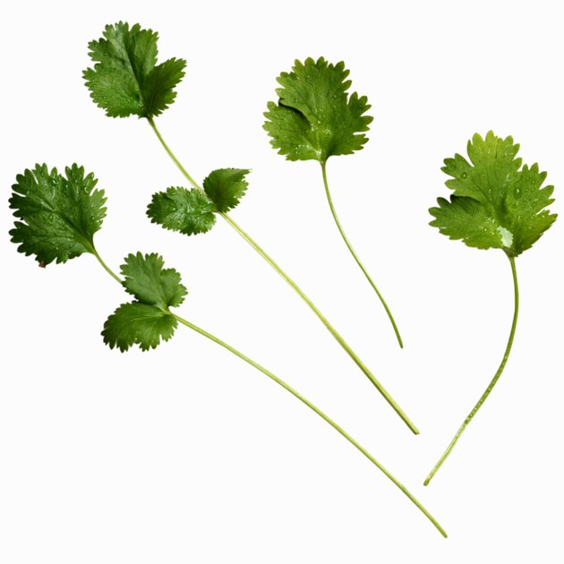 Close-up of coriander