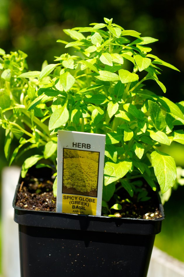 Greek basil plant