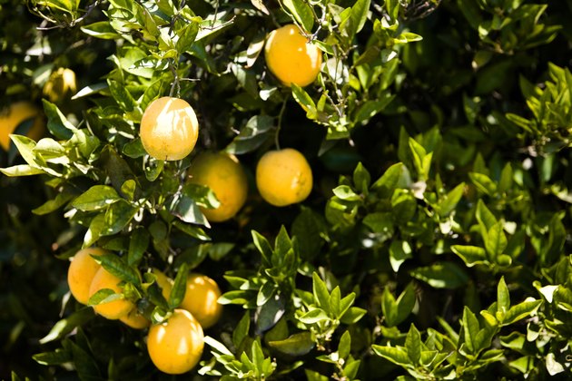 Orange tree