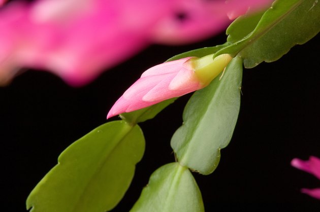 Christmas cactus