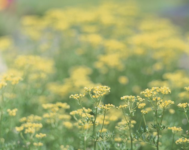 Rue, close up, Fujisawa city, Kanagawa prefecture, Japan