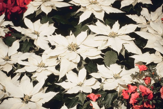 White poinsettia