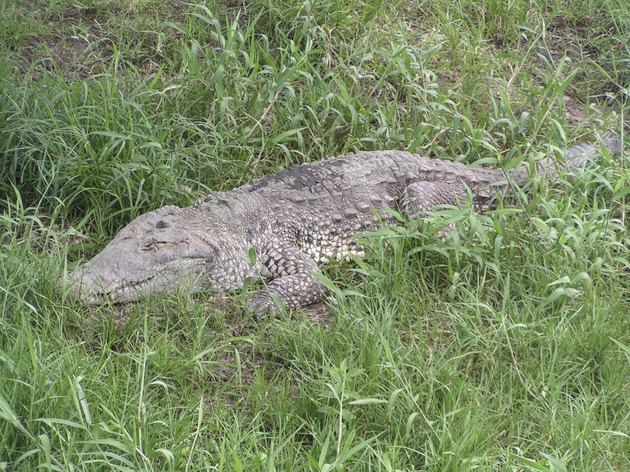 Alligator
