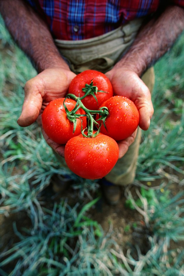 Hands holding tomatoes