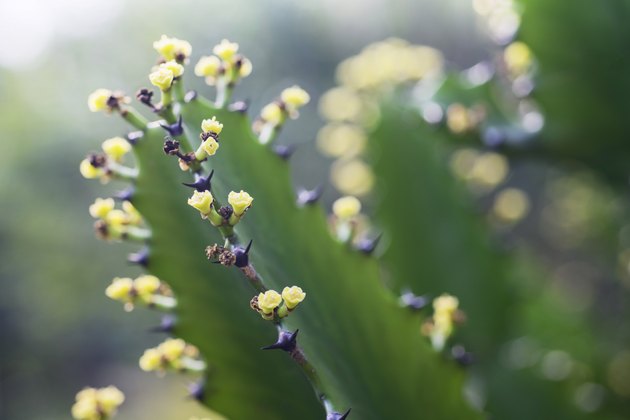 Euphorbia antiquorum flowers