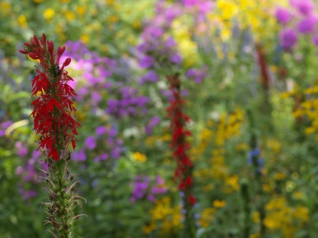 Flower garden