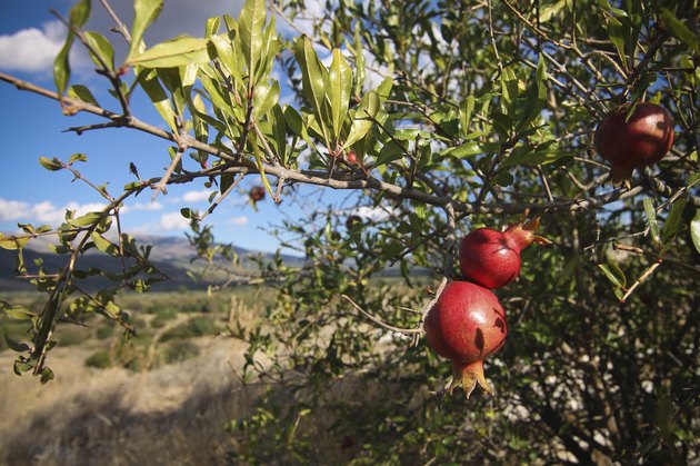 Mediterranean Pomegranate Tree