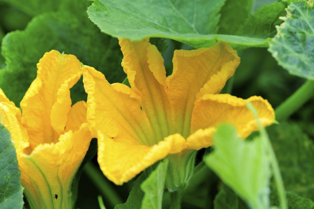 cushaw fruit flower