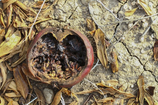 Pomegrante on Earth Revolation