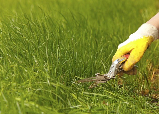 "Grass lawn trimming, garden shear and yellow glove"