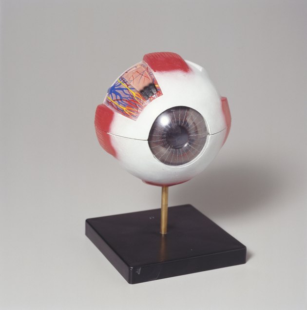 Medical eye model