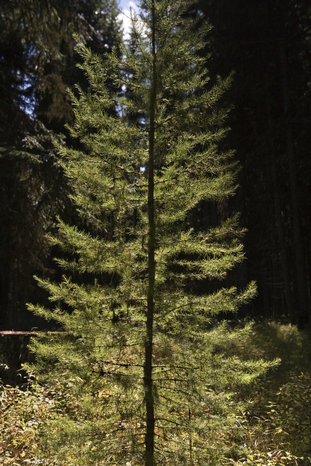 Evergreen Tree