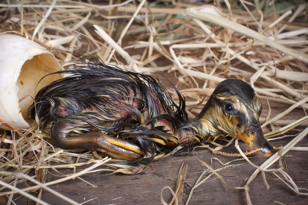 Newly born duckling