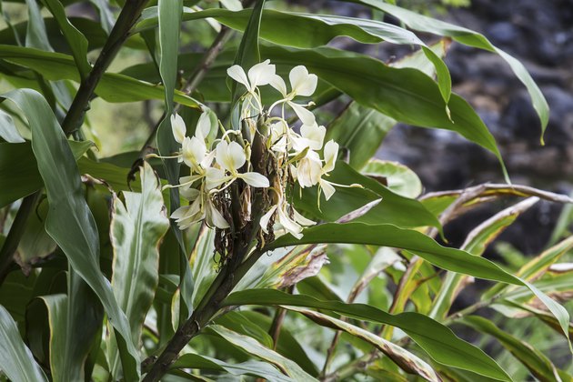 Hedychium coronarium