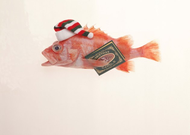 Cod with Santa hat and book of carols