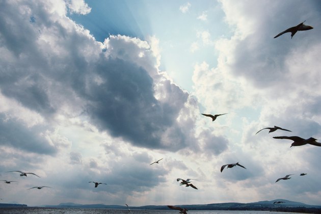 Seagulls in flight with sky, Canada