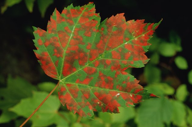 Spotted maple leaf