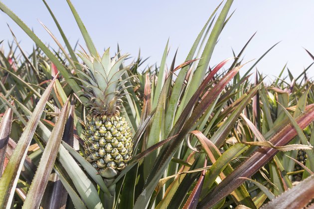 Pineapple Plantation