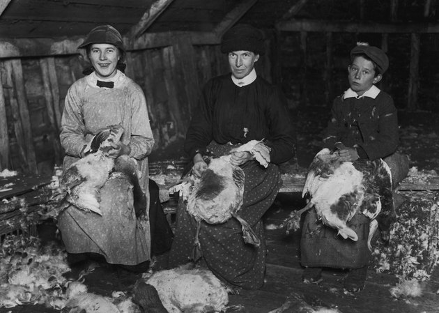 Goose Pluckers