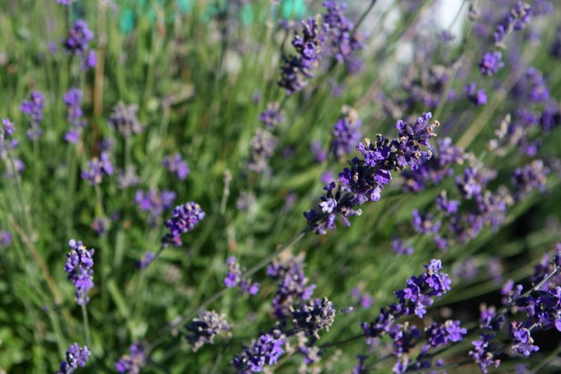 Lavender
