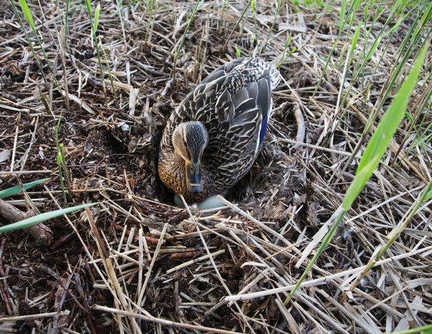 Eider ducks make their nest from down plucked from their breasts.