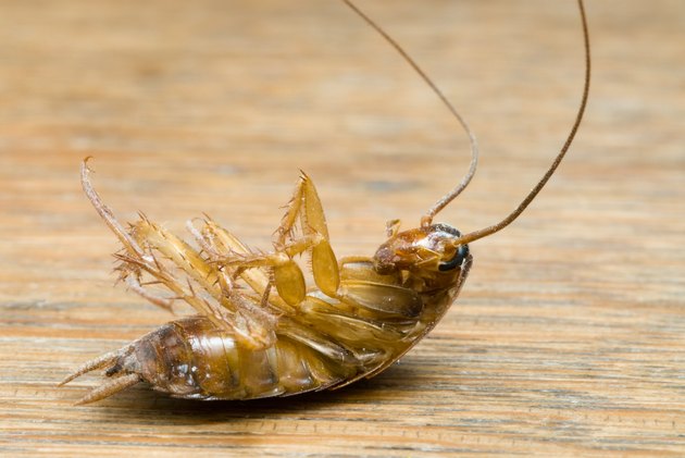 Dead Cockroach isolated on wooden table