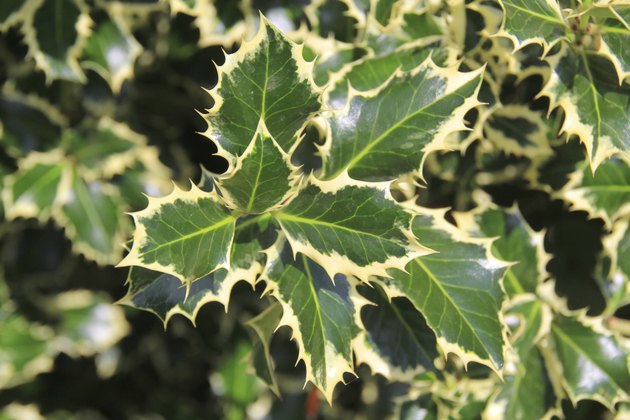 Holly.