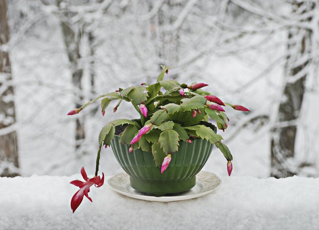 Christmas cactus house plant on snow covered table