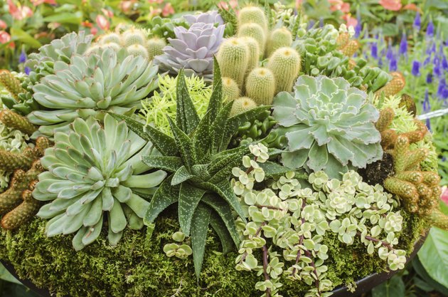 Different succulent cactus plants