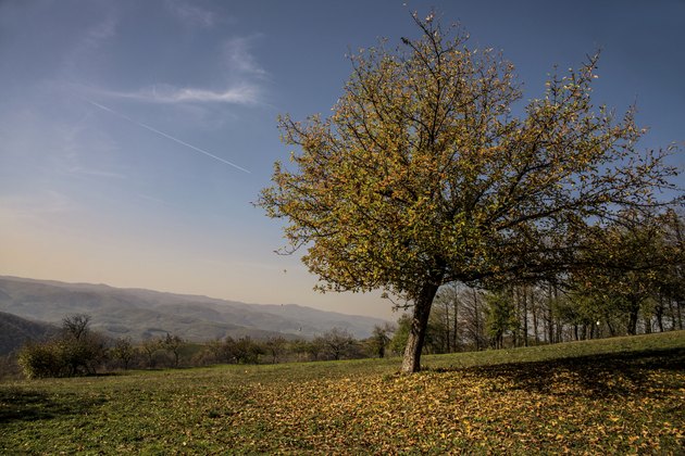 Apple tree in autumn sunny day
