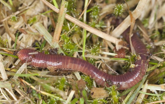 Earthworm crawling in wet grass, macro photo