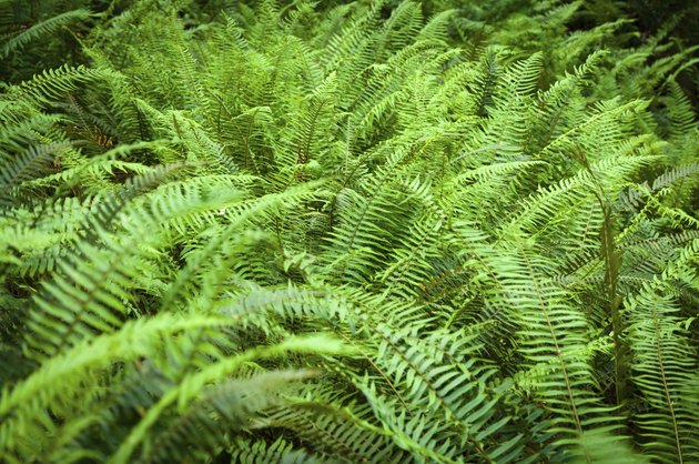 Western sword fern fronds