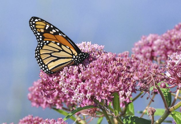 Monarch Butterfly (Danaus plexippus) on Swamp Milkweed Wildflower