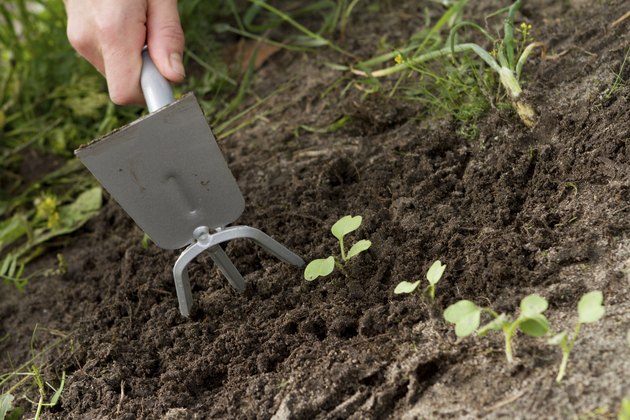weeding of sprouts