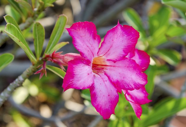 Red Desert Flower, adenium obesum