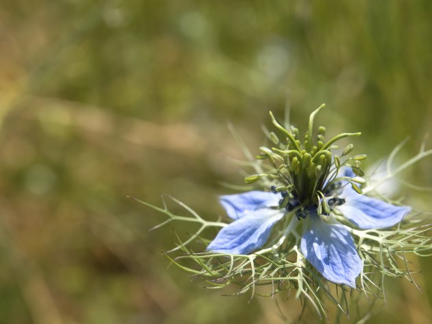 Fennel