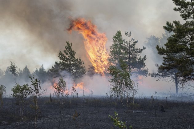 Forest fire