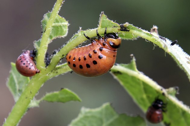 Colorado potato beetle larvae