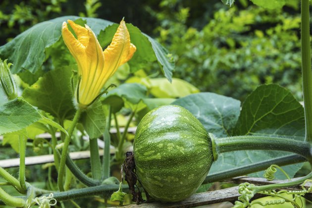 Beautiful young pumpkins on the field