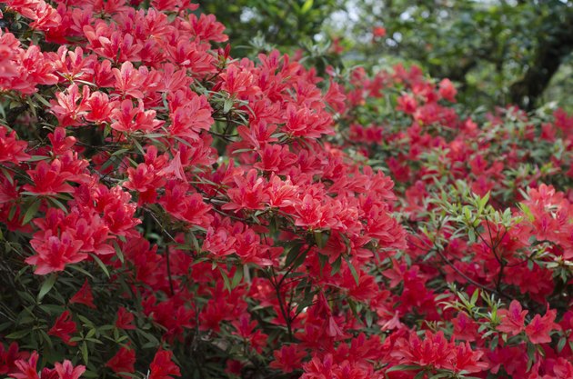 azalea blooming on tree (Rhododendron simsii Planch)