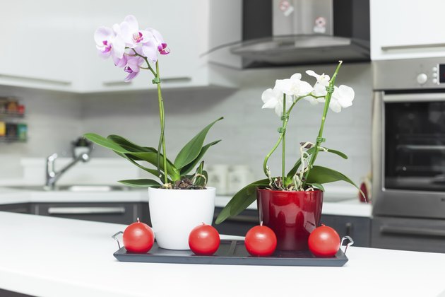 Orchids in kitchen