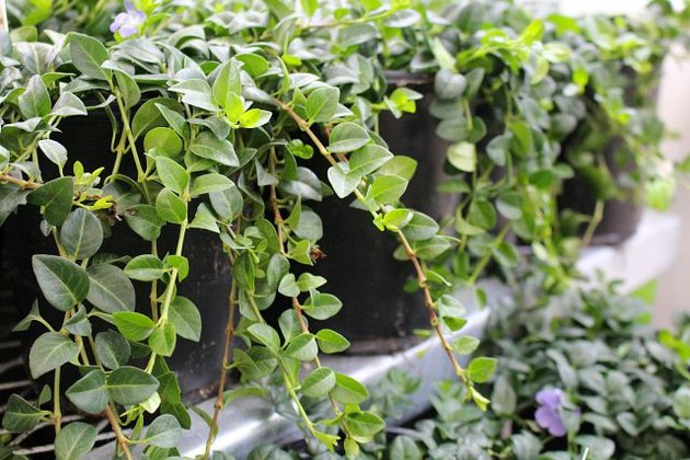 The Best Perennials to Plant in Window Boxes eHow