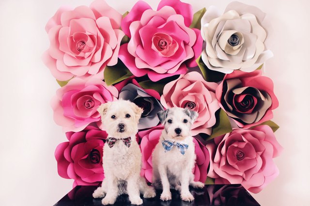 floral backdrop