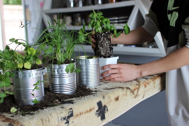 Plants 2