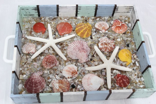 seashells