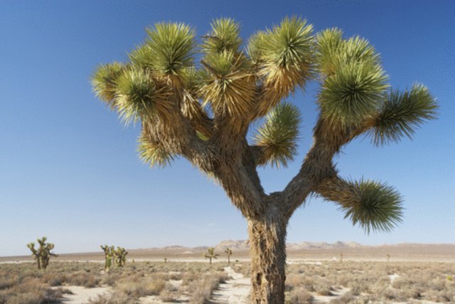 arid desert plants